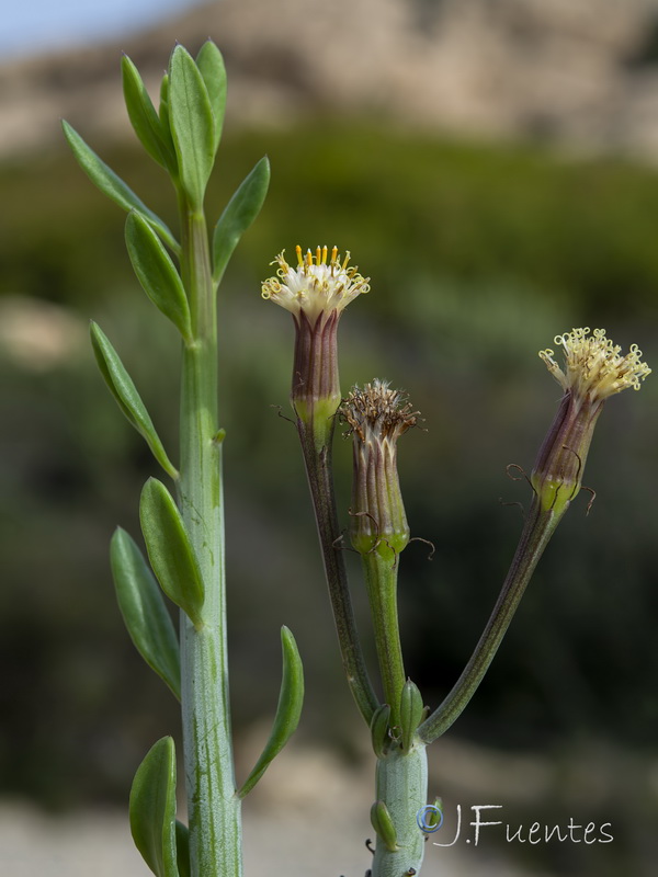 Kleinia anteuphorbium.28