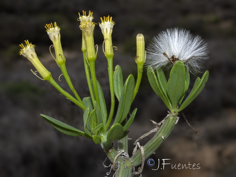 Kleinia anteuphorbium.31