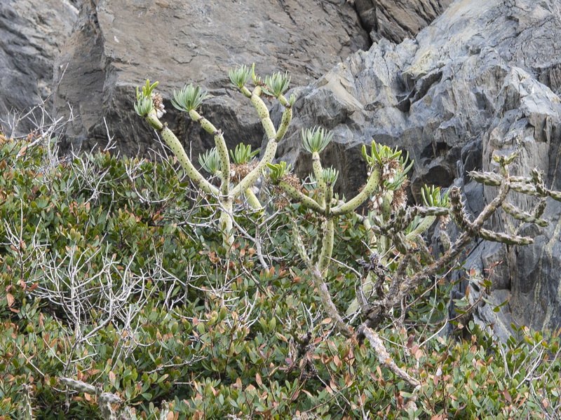Kleinia neriifolia.02