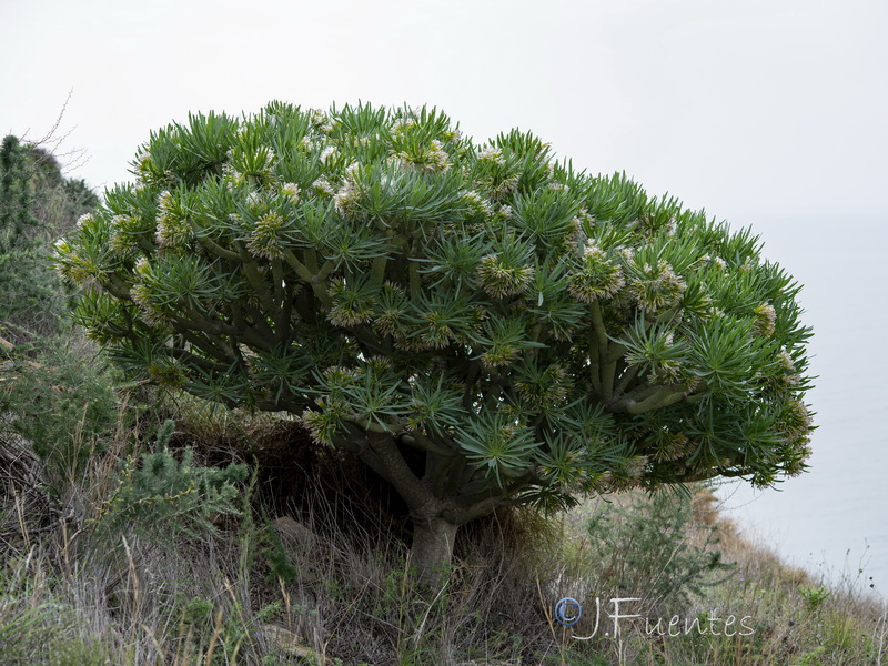 Kleinia neriifolia.20