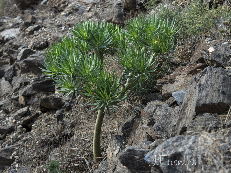 Kleinia neriifolia.24