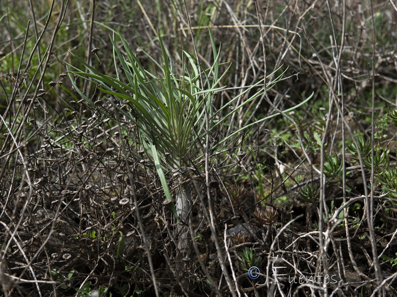 Kleinia neriifolia.25