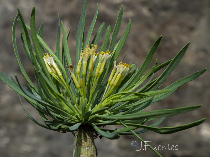 Kleinia neriifolia.27
