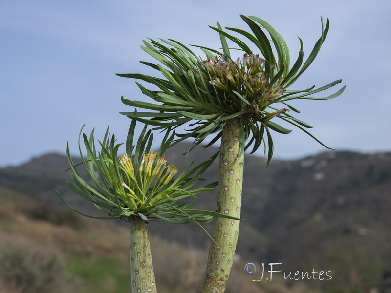 Kleinia neriifolia.29