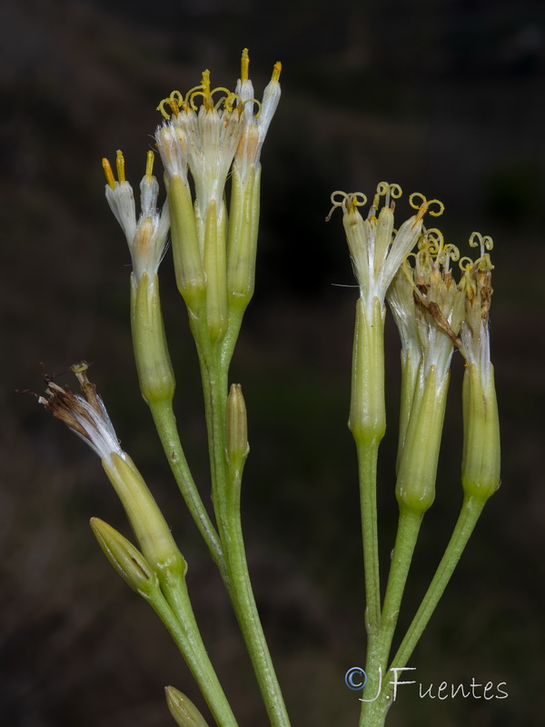 Kleinia neriifolia.30