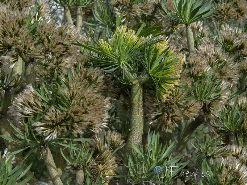 Kleinia neriifolia.31