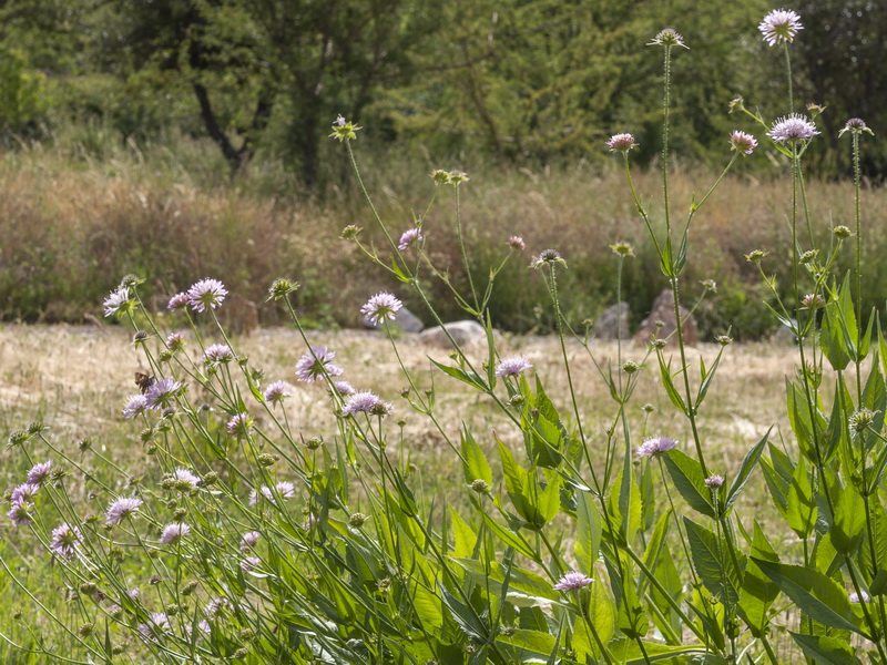 Knautia nevadensis.02