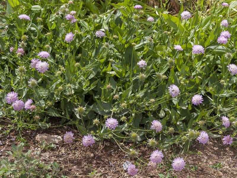 Knautia nevadensis.03