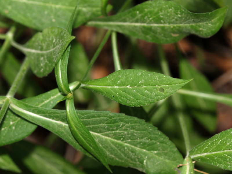 Knautia nevadensis.05