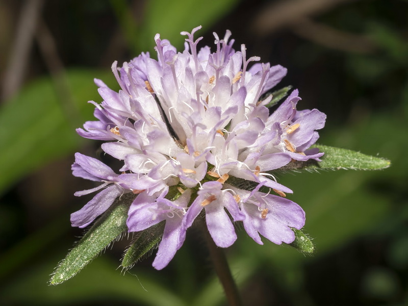 Knautia nevadensis.10