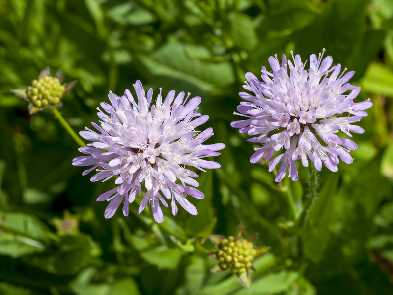 Knautia nevadensis.17