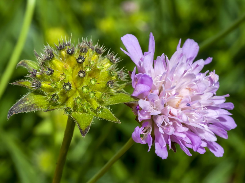 Knautia nevadensis.18