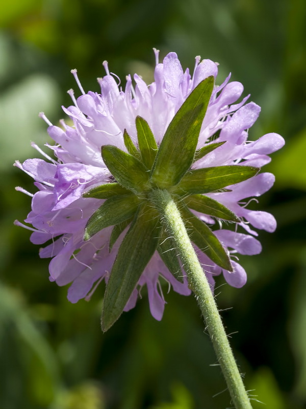 Knautia nevadensis.22