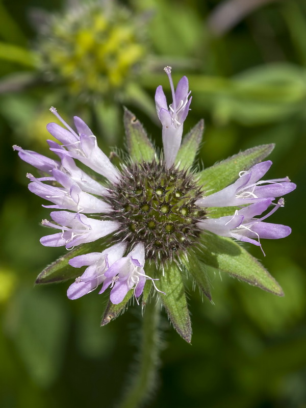 Knautia nevadensis.23