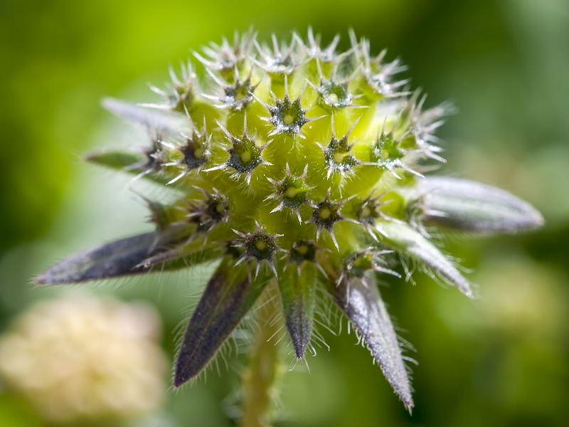 Knautia nevadensis.26