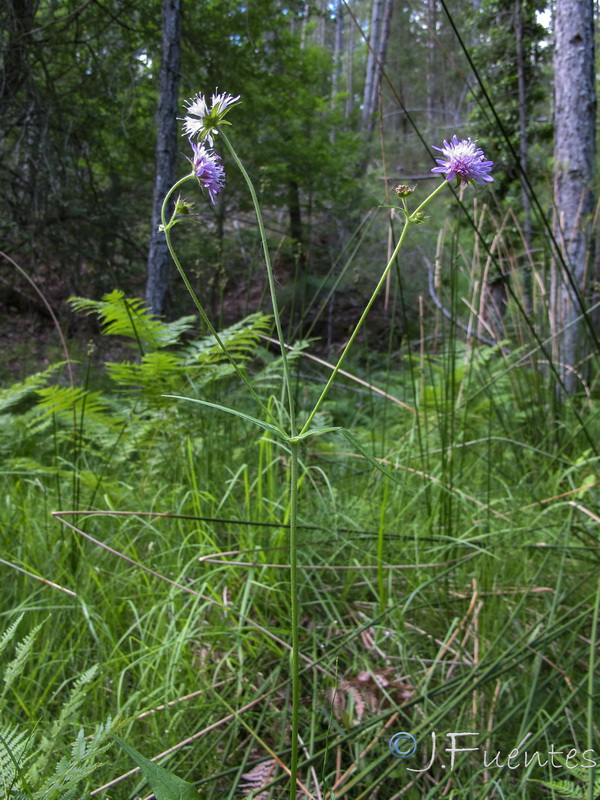 Knautia nevadensis.28