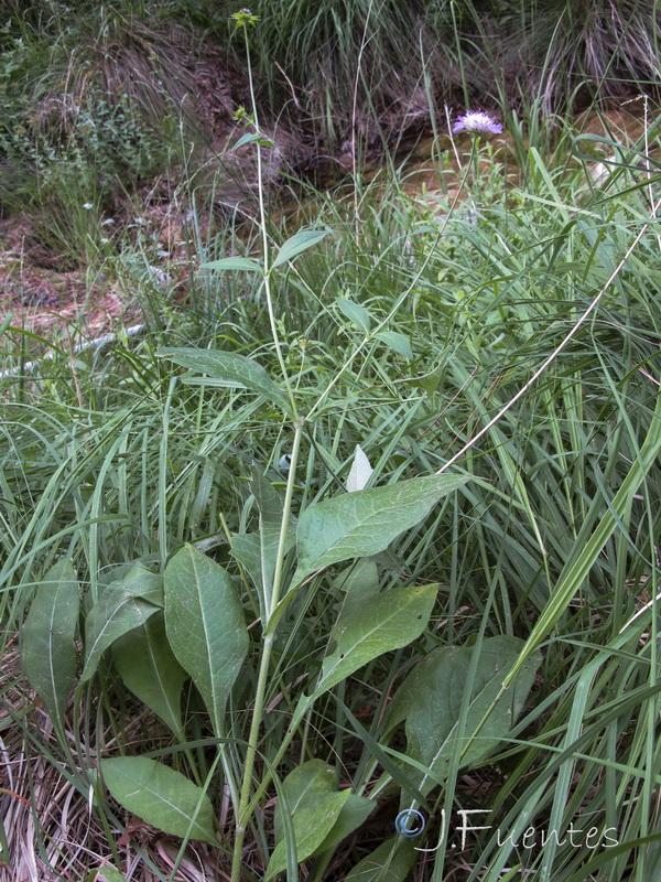 Knautia nevadensis.29