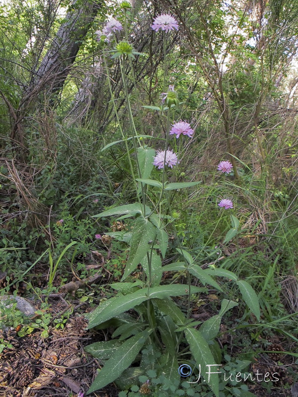 Knautia nevadensis.30