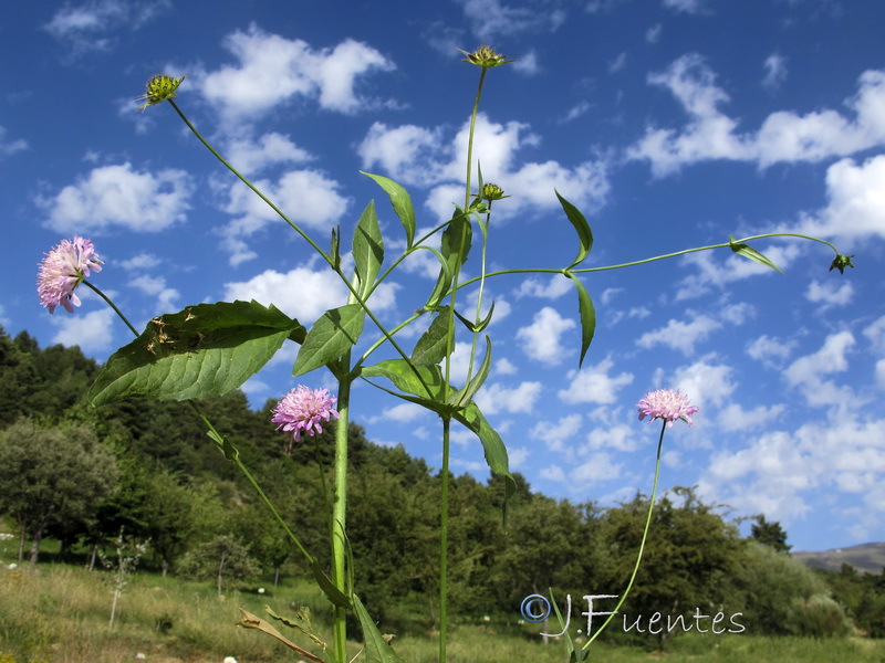 Knautia nevadensis.31