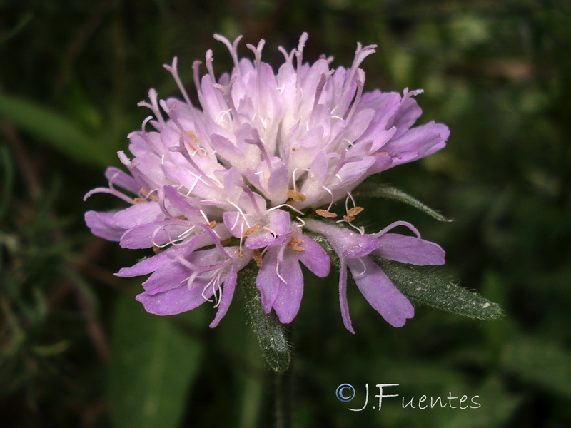 Knautia nevadensis.35