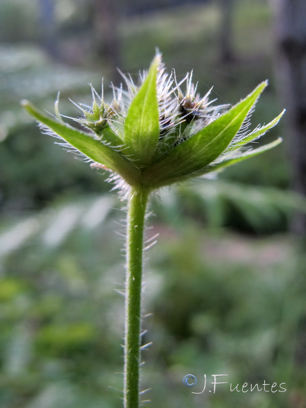 Knautia nevadensis.36