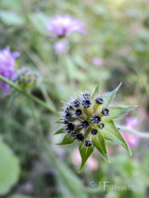 Knautia nevadensis.37