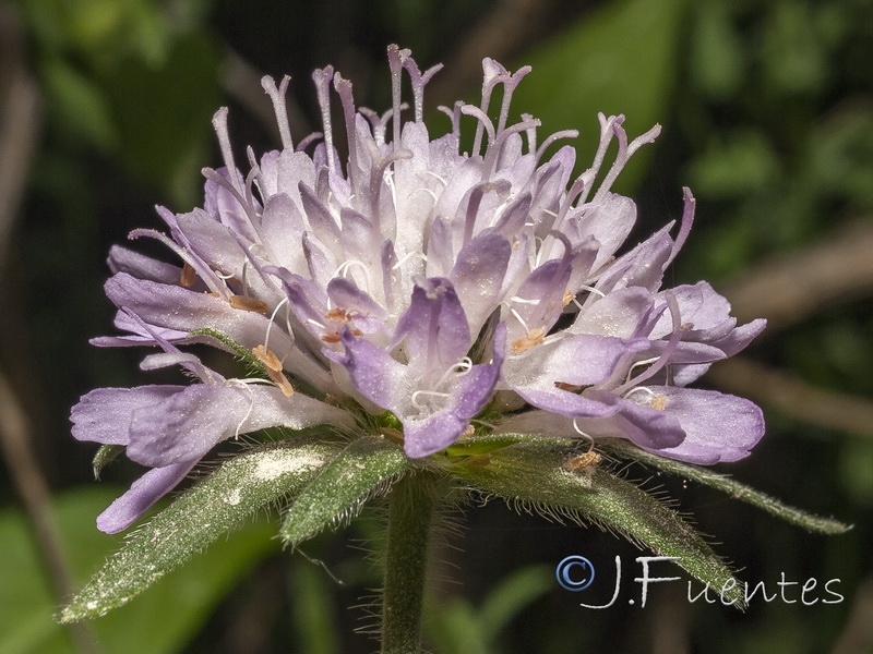 Knautia nevadensis.41