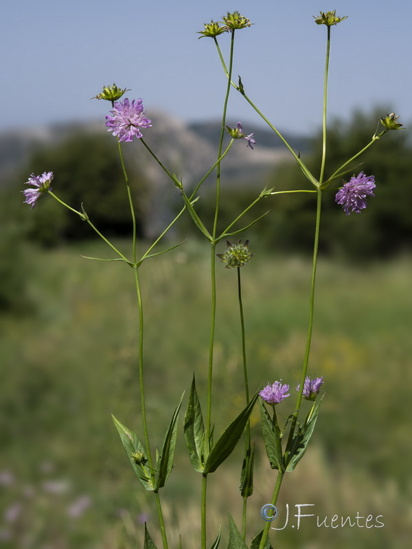Knautia nevadensis.47