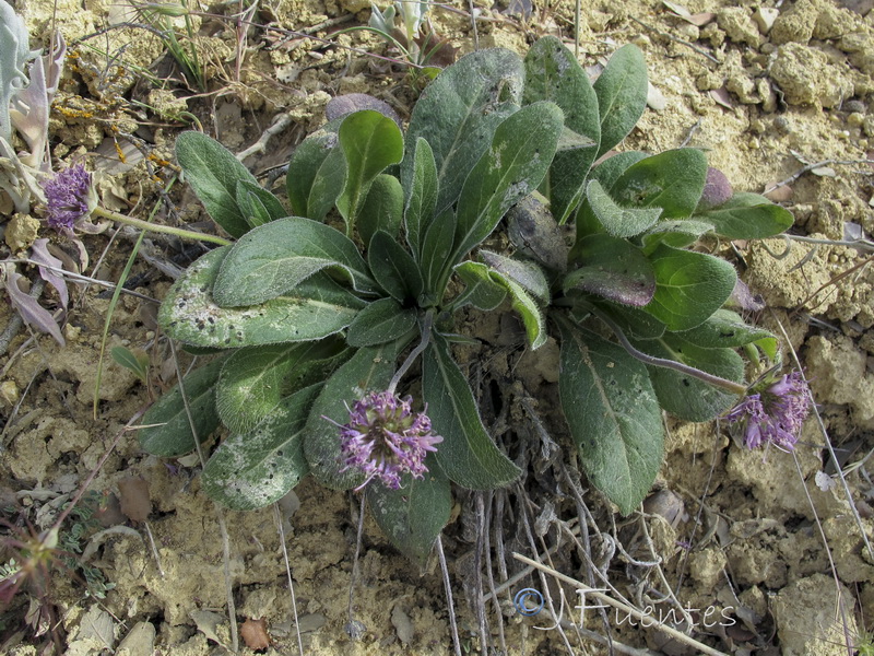 Knautia subscaposa subintegerrima.01