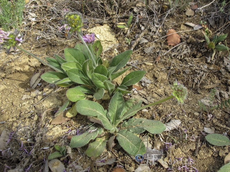 Knautia subscaposa subintegerrima.03