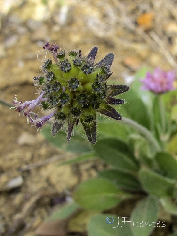 Knautia subscaposa subintegerrima.04