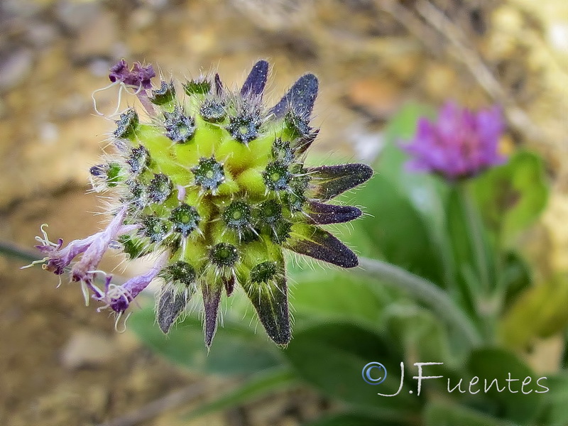 Knautia subscaposa subintegerrima.05