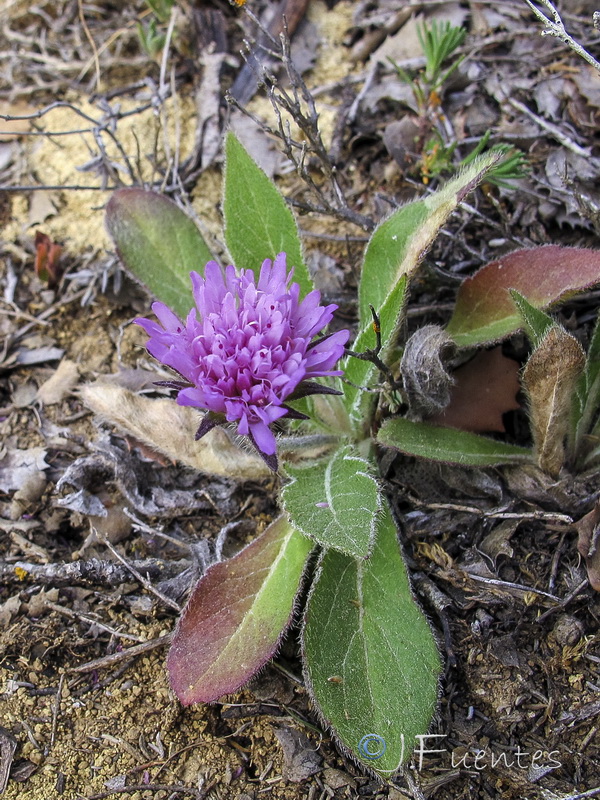 Knautia subscaposa subintegerrima.06