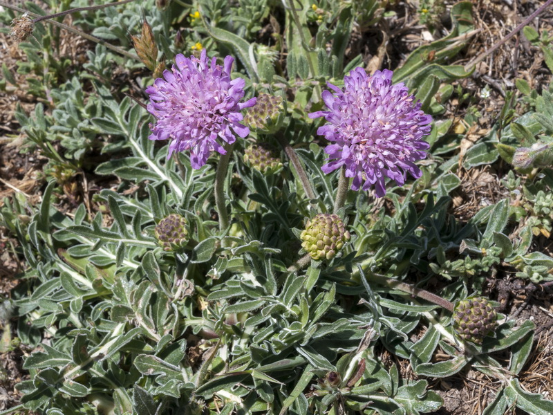 Knautia subscaposa subscaposa.01