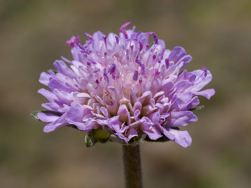 Knautia subscaposa subscaposa.05