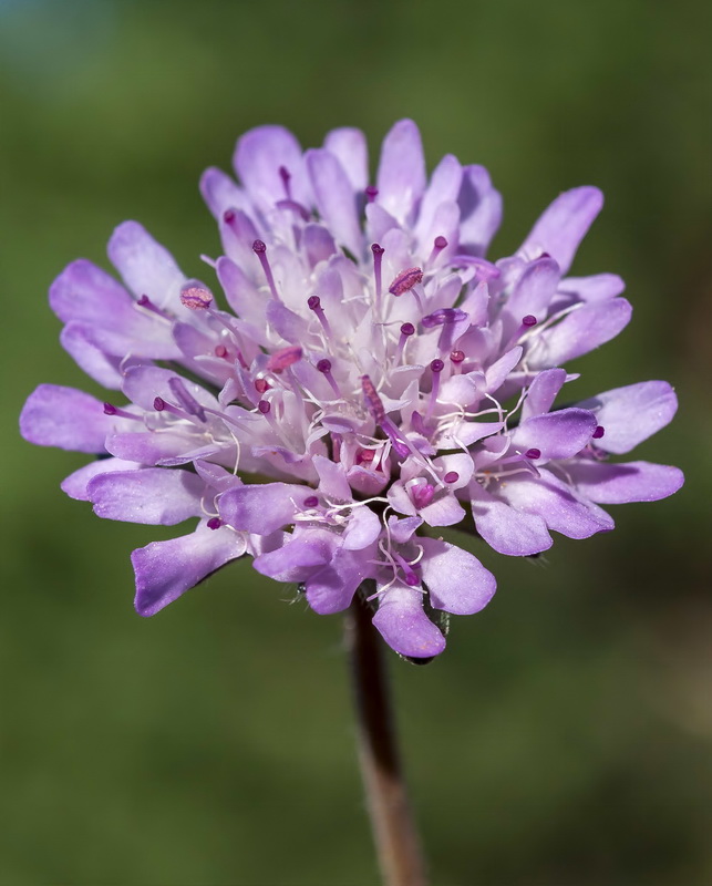 Knautia subscaposa subscaposa.06