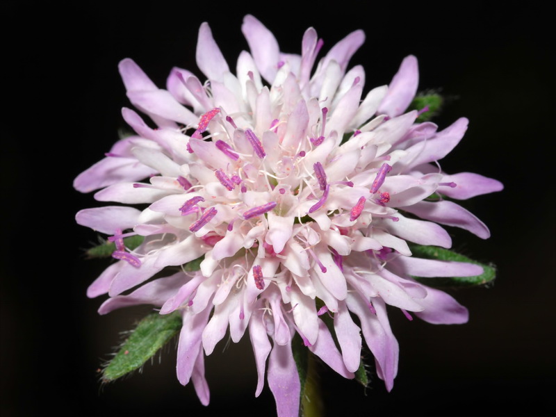 Knautia subscaposa subscaposa.08