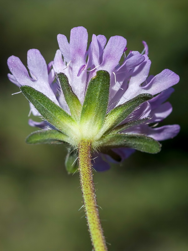 Knautia subscaposa subscaposa.13
