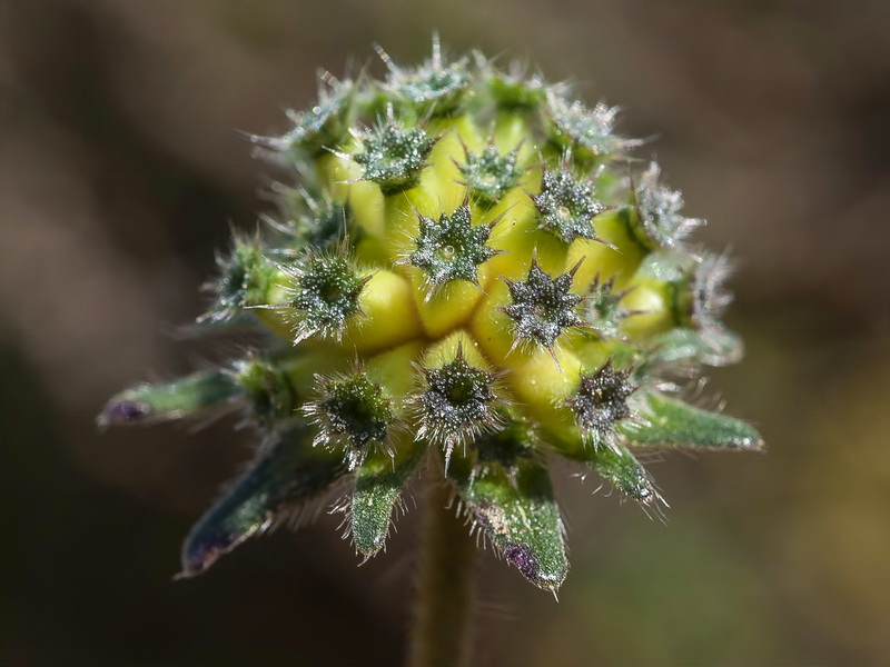 Knautia subscaposa subscaposa.15