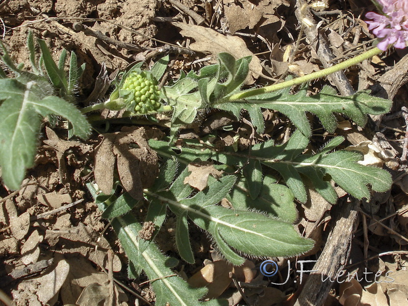 Knautia subscaposa subscaposa.16