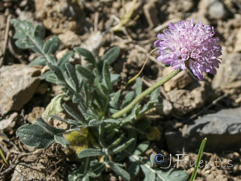Knautia subscaposa subscaposa.18