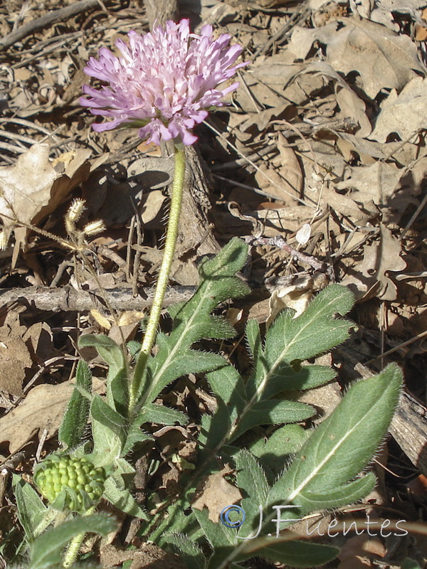 Knautia subscaposa subscaposa.19