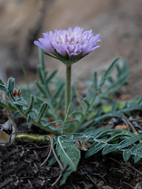 Knautia subscaposa subscaposa.19