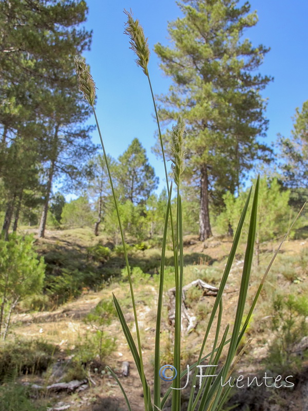 Koeleria crasipes crasipes.01