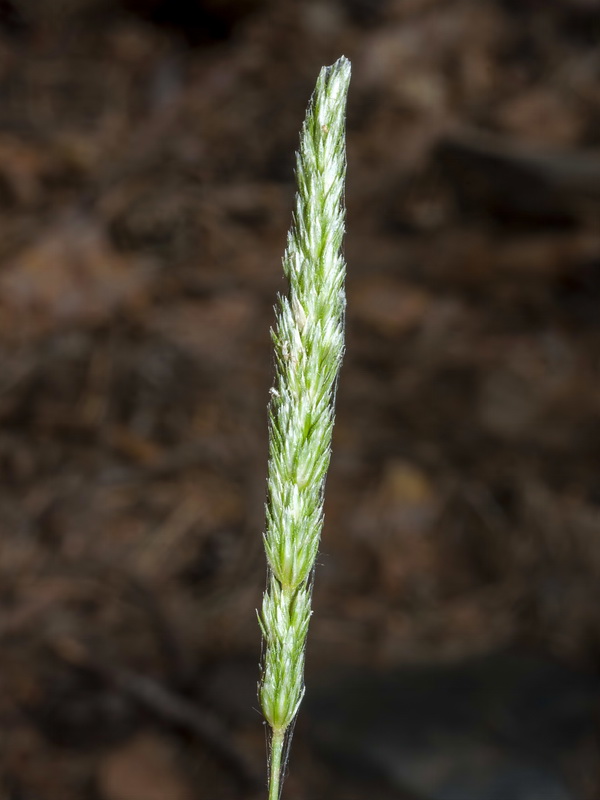 Koeleria dasyphylla nevadensis.03