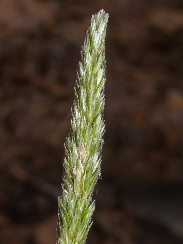 Koeleria dasyphylla nevadensis.04