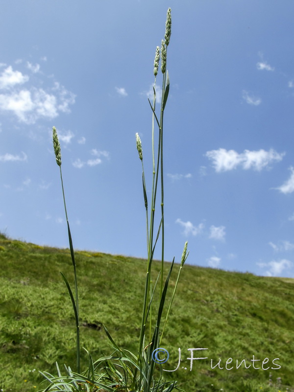 Koeleria dasyphylla nevadensis.06