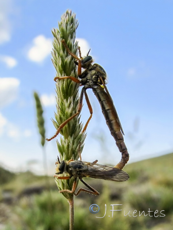 Koeleria dasyphylla nevadensis.08