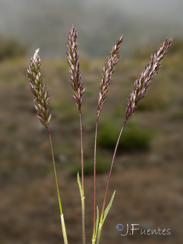Koeleria dasyphylla nevadensis.13