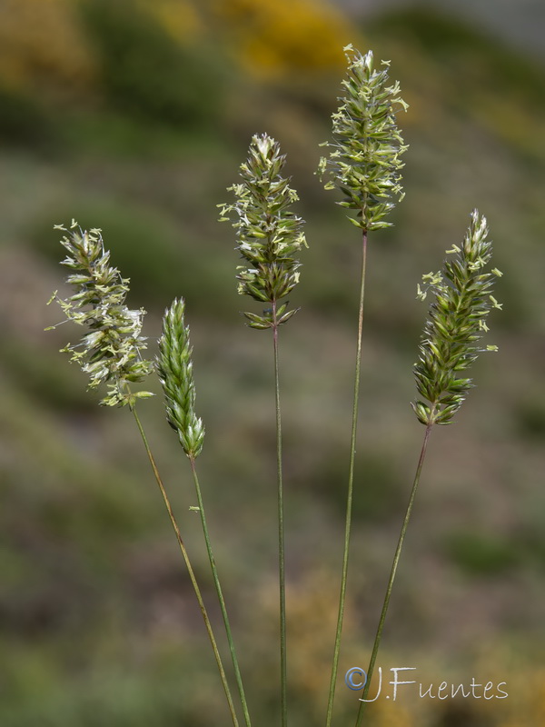 Koeleria dasyphylla nevadensis.14